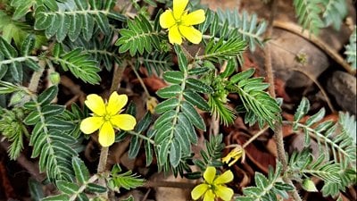 Zigofilalleler (Zygophyllales)