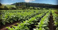 N.C. Congressman urging federal officials to support tobacco farmers amid export losses