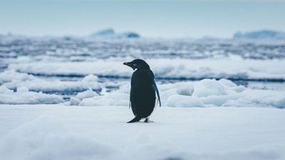 İklim Değişikliği Adélie Penguenlerinin Beslenme Düzenini Nasıl Etkiliyor?