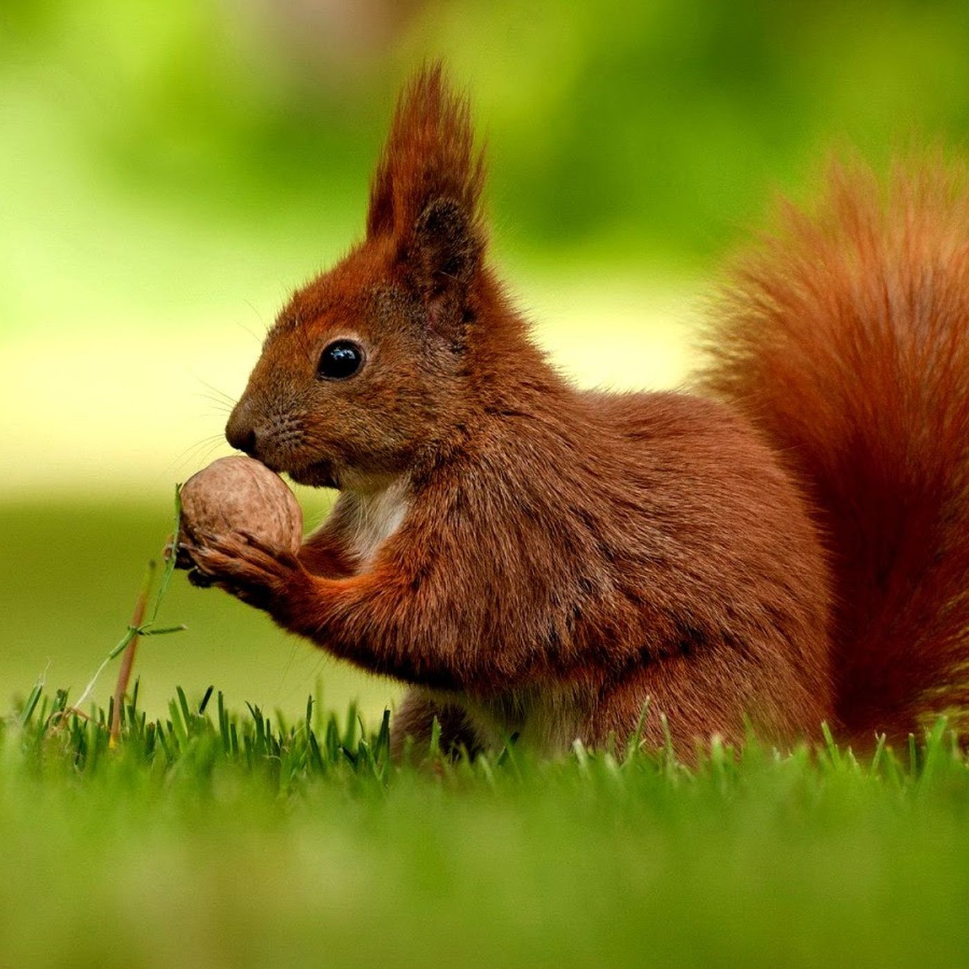 Canlıların Ortak Özellikleri Nelerdir? Canlı ve Cansızları Birbirinden Ayırmanın Bir Yolu Var mı?