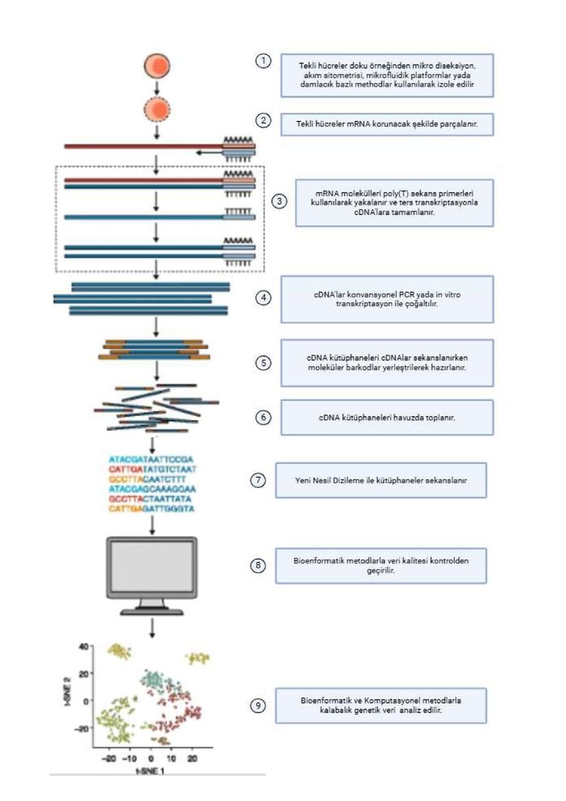 Figür 2. Tek hücreli RNA dizileme (scRNA-seq) iş akışı, (1) tek hücrelerin izole edilmesi, (2) hücre lizisi ile mRNA’nın korunması, (3) mRNA’nın yakalanması ve RNA’nın cDNA’ya ters transkripsiyonu, (4) cDNA’nın amplifikasyonu, 5) dizileme kütüphanesinin hazırlanması, 6) dizileme kütüphanesinin havuzlanması, (7) Yeni nesil Dizilemeyle kütüphanelerin dizilenmesi (8) biyoenformatik araçlarla kalite ve değişkenliğin değerlendirilmesi, (9) verilerin analiz ve sunumunu içerir. &quot;H.Asragful et al.2017&quot; makelesinden alınan figür biorenderla uyarlanmıştır.