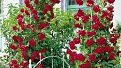 AKŞAM EVE NE GETİRELİM?