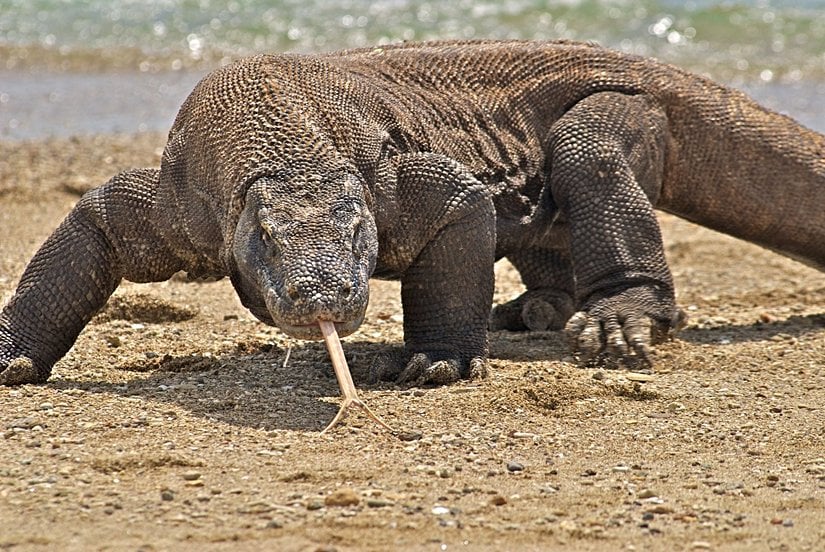 Komodo Ejderi