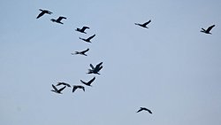 Karabataklar (Phalacrocorax)