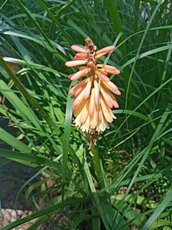 Bu bitkinin adı nedir?