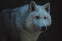 Dire Wolves 'uit Game of Thrones' worden dankzij wetenschap weer tot leven gewekt