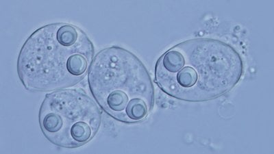 Kanser, Yeni Türlerin Evrimleşmesine Neden Olabilir Mi?