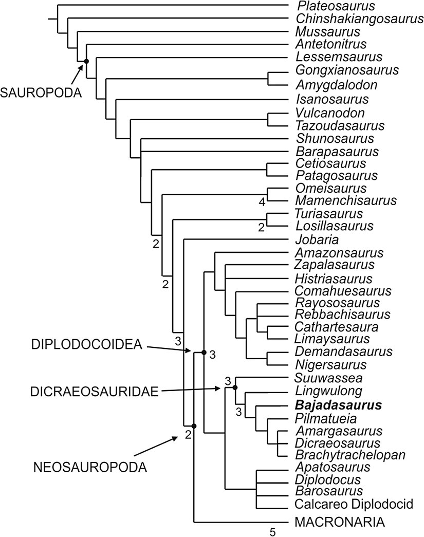 Bajadasaurun filogenetik konumu