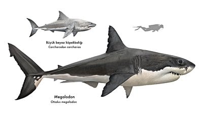 Dev Köpekbalığı Megalodon ve Dişlerinin Evrimi
