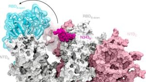 Glycans Play Vital Role In SARS-CoV-2 Spike Protein Accessibility