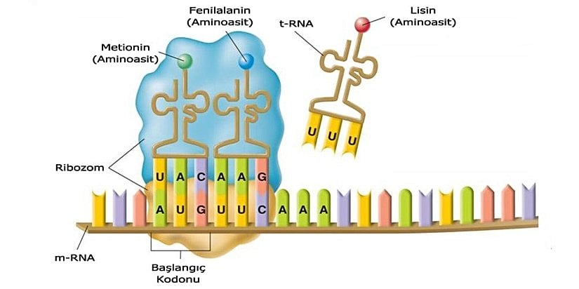 Protein sentez mekanizması; ribozomun büyük ve küçük alt birimlerini, mRNA’yı ve tRNA’yı içerir.