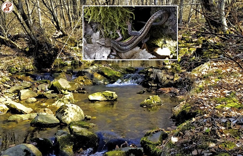 Genç birey ve habitatı, Kırklareli.