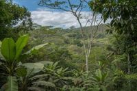 Costa Rica’s Reforestation Revolution: Transforming Nicoya into a Global Eco-Tourism Beacon for Travelers and Conservation - Travel And Tour World