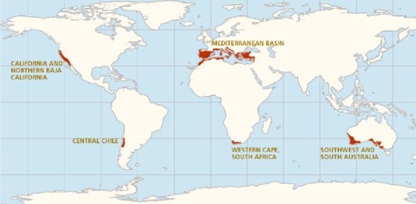 Yangına Bağımlı Ekosistemler. Akdeniz Ormanları haricinde Kaliforniya Ormanları, Orta Şili Ormanları, Ümit Burnu’nun batısındaki Güney Afrika Ormanları ve Güneydoğu ile Güney Avustralya ormanları, yangına bağımlı ekosistemlerdir.