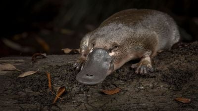 Dev Dişli Platypus (Ornitorenk) Keşfedildi!