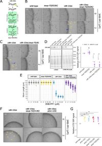 SSUP-72/PINN-1 coordinates RNA-polymerase II 3′ pausing and developmental gene expression in C. elegans - Nature Communications