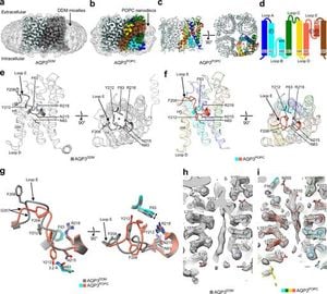 New Structural Insights Into Aquaglyceroporins AQP3 And GlpF