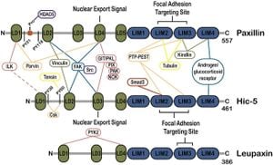 New Hydrocarbon-Stapled Peptides Target FAK To Halt Cancer Growth