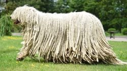 Komondor Köpeği Nedir?