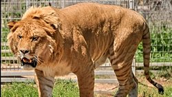 Melez hayvanlar nedir ?