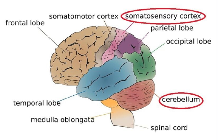 Somatosensöriyel korteks ve (cerebellum) Beyincik'in beyindeki yeri