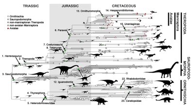 Dinozorlar Kuşlara Evrimleşirken Düzenli Olarak Küçüldüler!