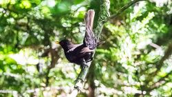 Karatavuk (Turdus merula)