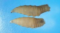 US reports its first New World parasitic screwworm infection in decades