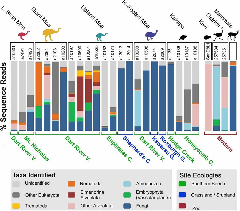 Moa ve Kakapo kuşlarının koprolitlerinde rastlanan DNA oranları.