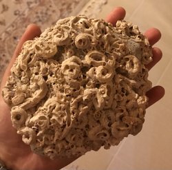 Sahilde bulduğum fosil taşımın herhangi bir değeri var mıdır?