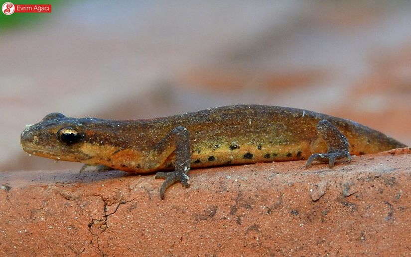 Küçük semender (Lissotriton kosswigi), Sakarya.