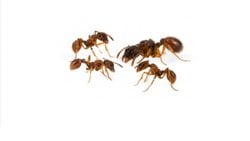 Myrmica Rubra