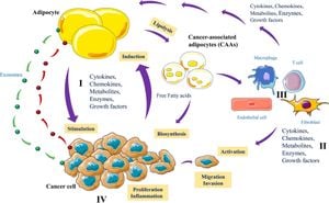 Cancer Cell Interaction Softens Endothelial Cells During Metastasis