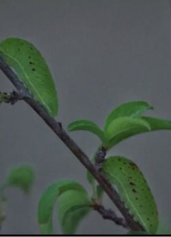 Entomolog'a soru, bu nedir?