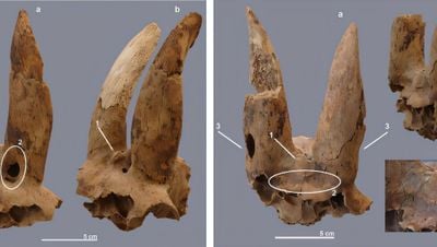 5700 Yıl Önce Antik Mısır'daki Elitlerin Koyun Boynuzlarını Kırıp Şekillendirdikleri Keşfedildi!