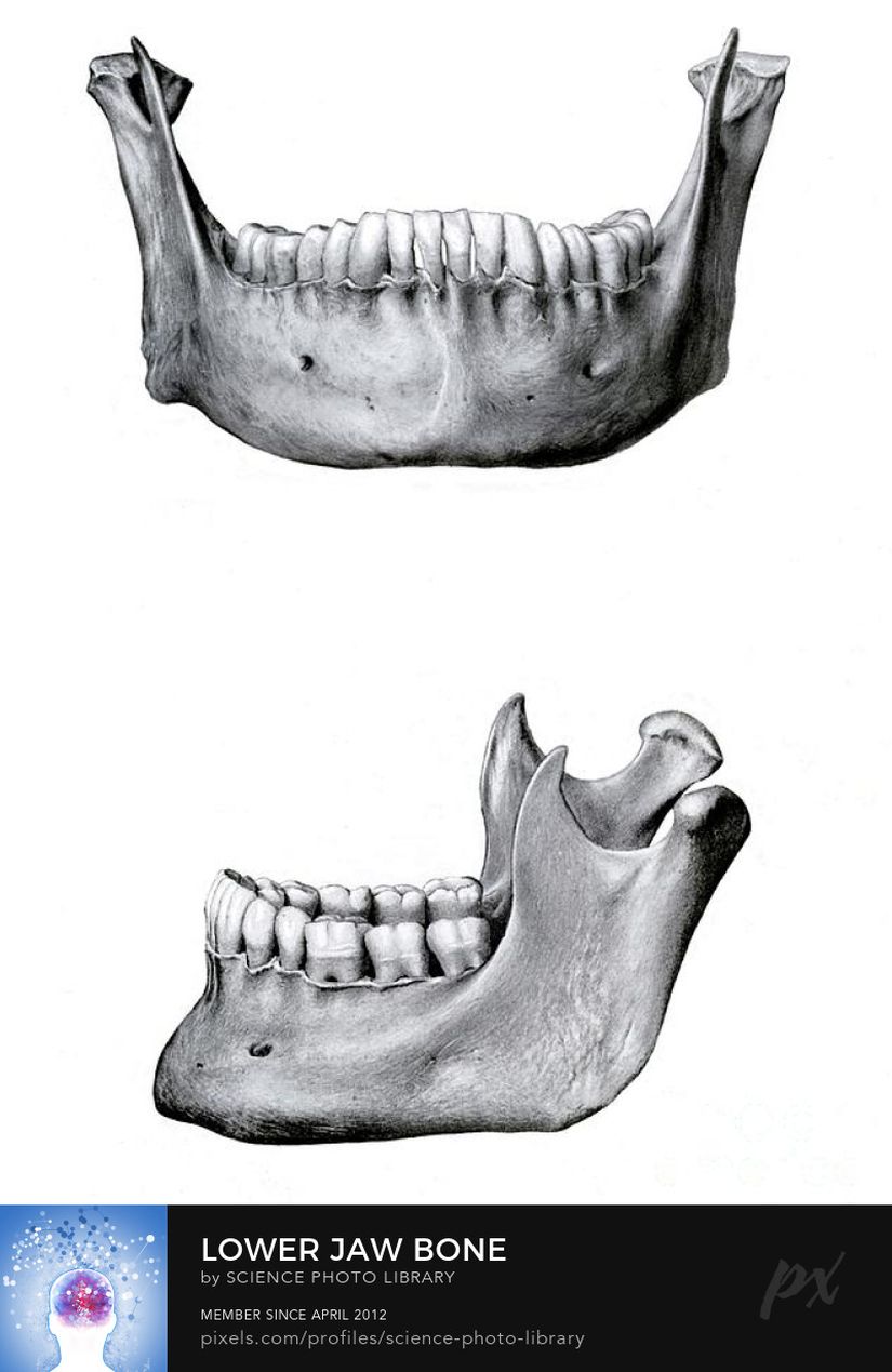 İnsan mandibulası.