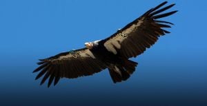 California Condors Find Hope Through Unique Parenting Program