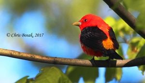 Birdwatchers Flock To Yorkshire Spotting Rare Scarlet Tanager