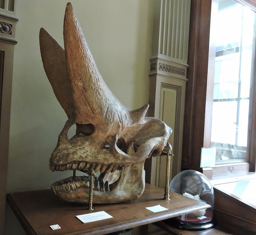 Arsinoitherium Kafatası