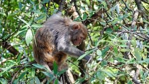 Escape Of Lab Monkeys Creates Local Stir