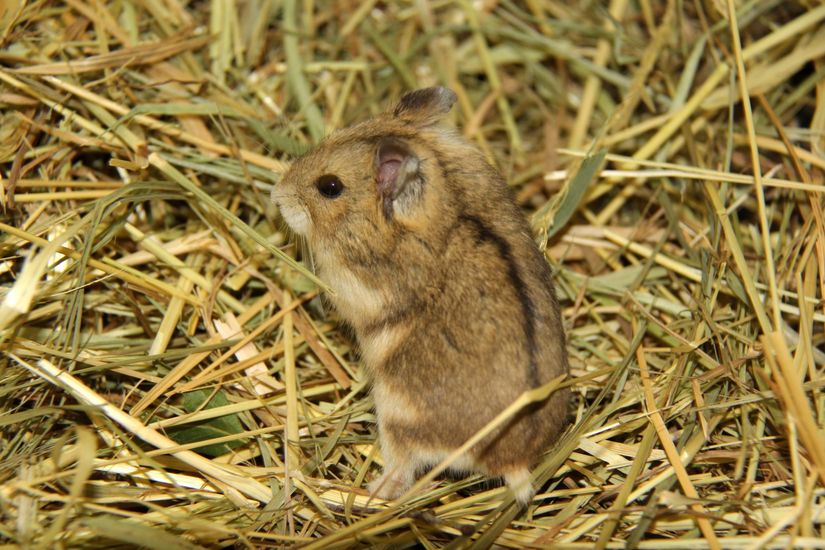 Phodopus campbelli (Rus Cücesi / Campbell Hamsterı)