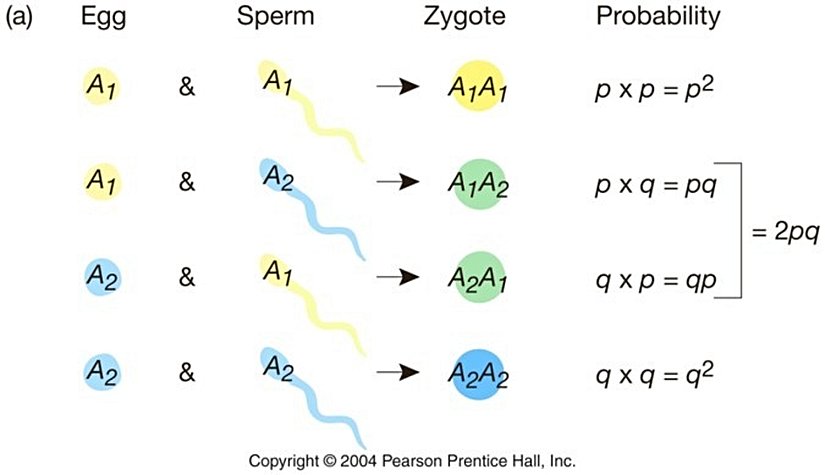 Hardy-Weinberg Dengesi'nin Sembolik Gösterimi...