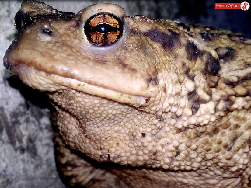 Siğilli kurbağa (Bufo bufo) erişkin bireyinde ki yatay göz bebeği (pupilla) ve bakır kırmızısı iris dikkat çekiyor. Gözün arkasında bulunan şişkin bölgede ki parotid bezi ve derisindeki siğil benzeri deri kabartıları belirgin bir şekilde görülüyor.