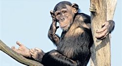 Evrimsel süreçle kaybolmuş ya da yer değiştirmiş uzuvların refleks veya psikolojik olarak hissedilmesi mümkün müdür?