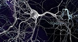 İnsan Beyninde Yeni Hücre Türleri Keşfedildi!