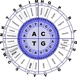 Protein Üretimini Yöneten “Moleküler Bekçi” Keşfedildi: NAC Kompleksi Hücrede Kritik Rol Oynuyor.