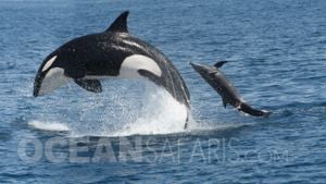 Orcas Adapt Their Hunting To Target Giant Whale Sharks