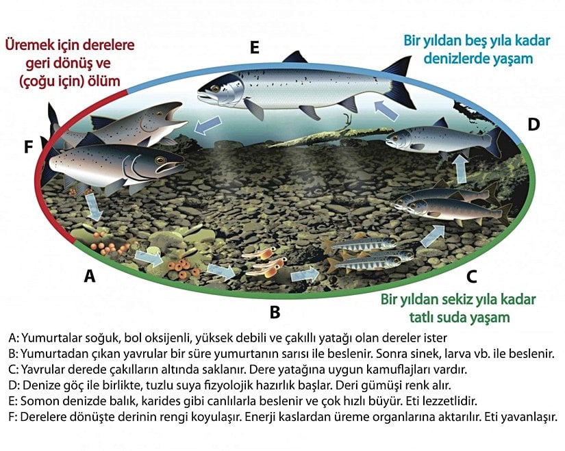 Şekil 1: Atlantik somonu yaşam döngüsü (Ham şekil DFO’dan alınmıştır.)