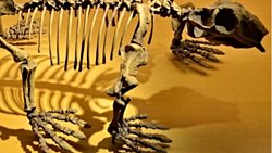 Sinapsitler (Synapsida)