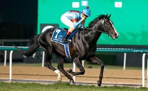 Japanese Horses Ready For International Racing Events